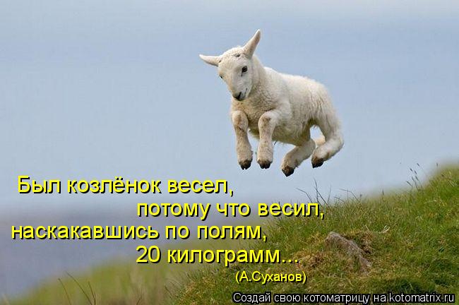 Был козлёнок весел, потому что весил, наскакавшись по полям, 20 килограмм... (А.Суханов)... Котоматрица: Был козлёнок весел, потому что весил, наскакавшись по полям, 20 килограмм... (А.Суханов)