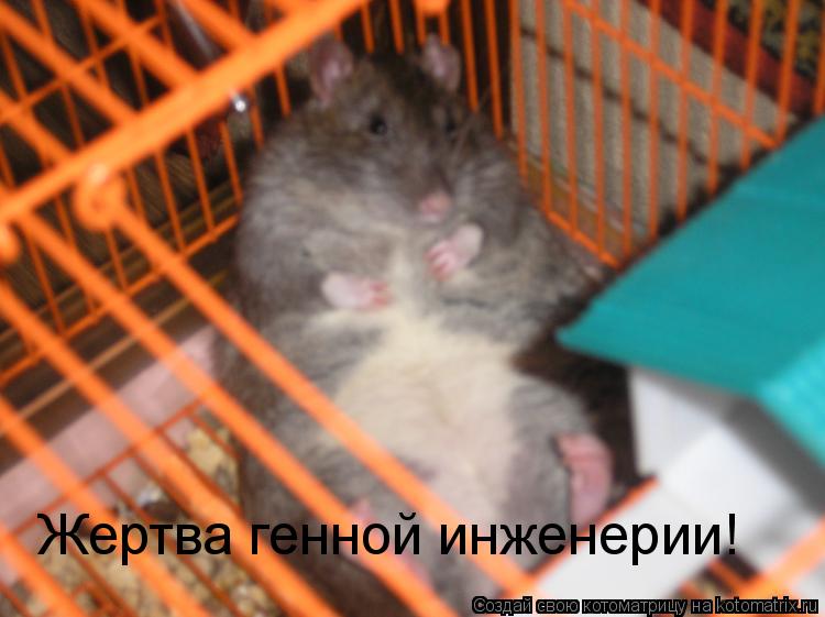 Жертва генной инженерии!... Котоматрица: Жертва генной инженерии!