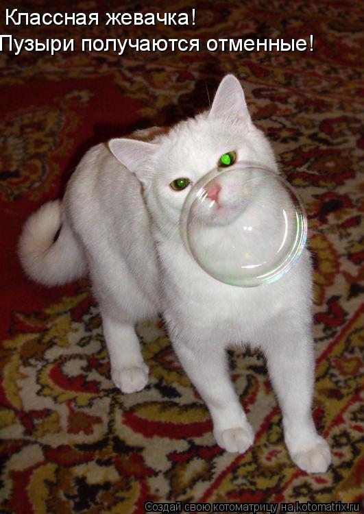 Классная жевачка! Пузыри получаются отменные!... Котоматрица: Классная жевачка! Пузыри получаются отменные!