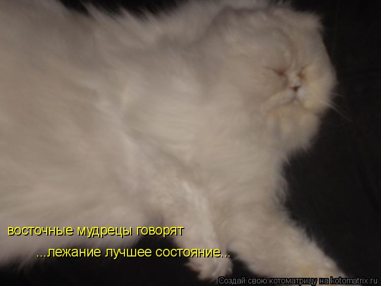 восточные мудрецы говорят ...лежание лучшее состояние...... Котоматрица: восточные мудрецы говорят ...лежание лучшее состояние...