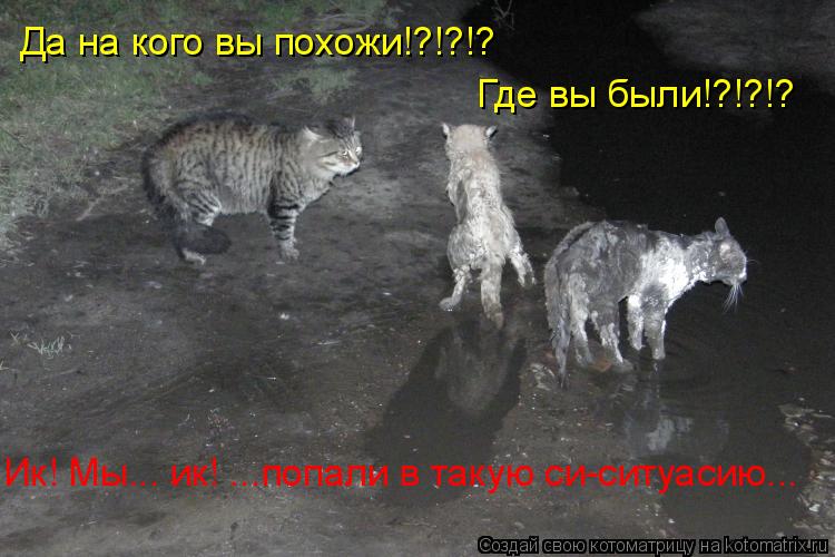 Да на кого вы похожи!?!?!? Ик! Мы... ик! ...попали в такую си-ситуасию... Где вы были!?!?!?... Котоматрица: Да на кого вы похожи!?!?!? Ик! Мы... ик! ...попали в такую си-ситуасию... Где вы были!?!?!?