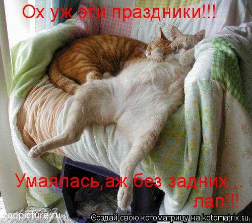 Ох уж эти праздники!!! Умаялась,аж без задних... лап!!!... Котоматрица: Ох уж эти праздники!!! Умаялась,аж без задних... лап!!!