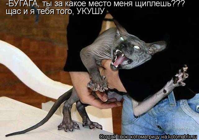 -БУГАГА, ты за какое место меня щиплешь??? щас и я тебя того, УКУШУ... Котоматрица: -БУГАГА, ты за какое место меня щиплешь??? щас и я тебя того, УКУШУ
