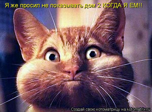 Я же просил не показывать дом 2 КОГДА Я ЕМ!!... Котоматрица: Я же просил не показывать дом 2 КОГДА Я ЕМ!!