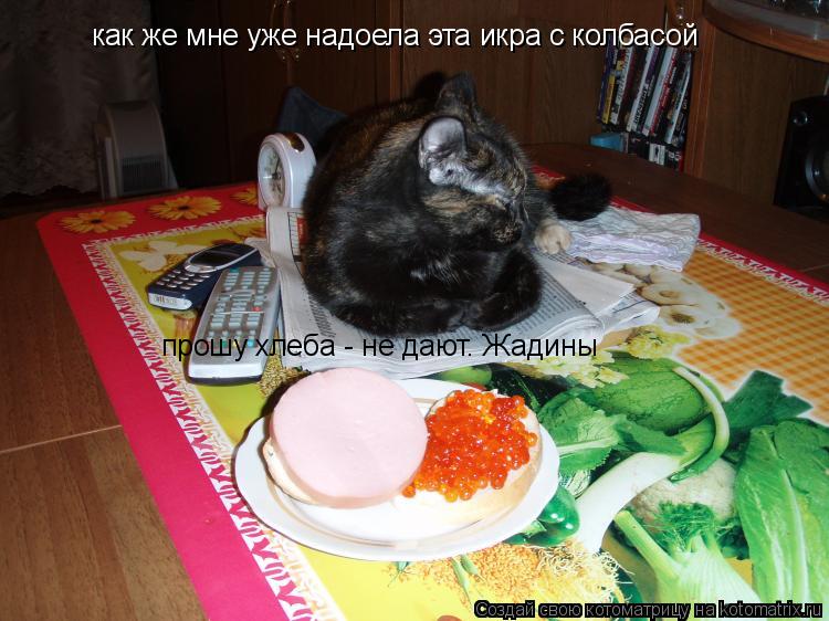 как же мне уже надоела эта икра с колбасой прошу хлеба - не дают. Жадины... Котоматрица: как же мне уже надоела эта икра с колбасой прошу хлеба - не дают. Жадины