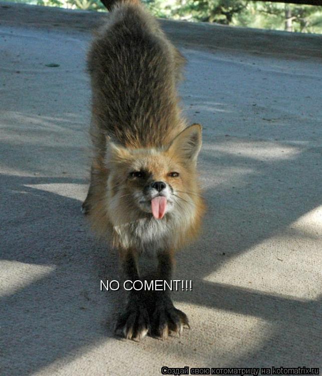 NO COMENT!!!... Котоматрица: NO COMENT!!!