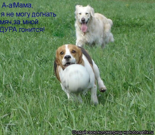 А-а! Мама, я не могу догнать мяч,за мной ДУРА гонится!... Котоматрица: А-а! Мама, я не могу догнать мяч,за мной ДУРА гонится!
