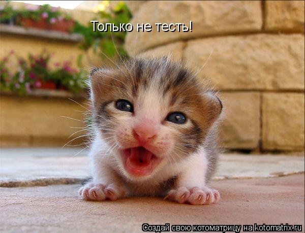 Только не тесть!... Котоматрица: Только не тесть!