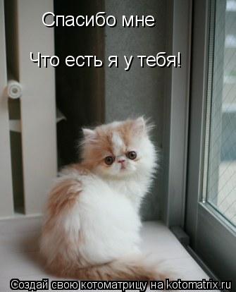 Спасибо мне Что есть я у тебя!... Котоматрица: Спасибо мне Что есть я у тебя!