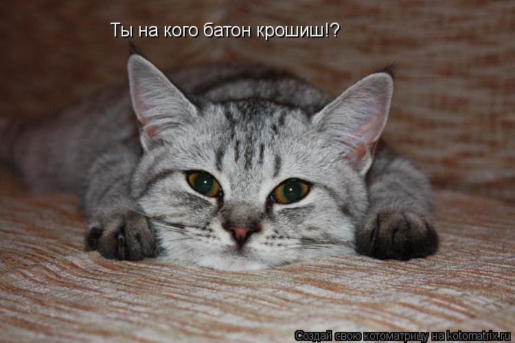 Ты на кого батон крошиш!?... Котоматрица: Ты на кого батон крошиш!?