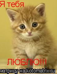 Я тебя ЛЮБЛЮ!!!... Котоматрица: Я тебя ЛЮБЛЮ!!!