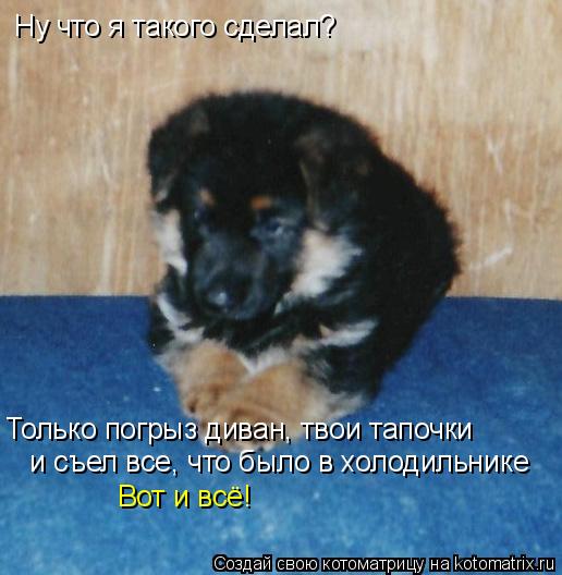 Ну что я такого сделал? Только погрыз диван, твои тапочки и съел все, что было в холодильнике Вот и ... Котоматрица: Ну что я такого сделал? Только погрыз диван, твои тапочки и съел все, что было в холодильнике Вот и всё!