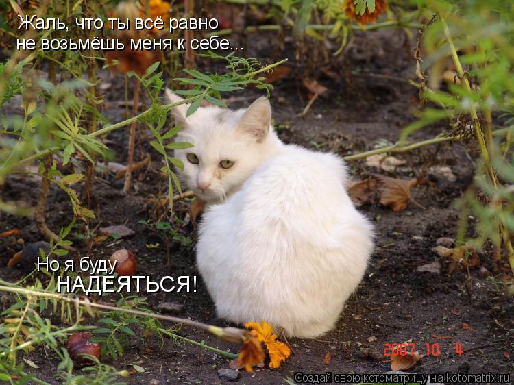 Котоматрица: Жаль, что ты всё равно Но я буду НАДЕЯТЬСЯ! не возьмёшь меня к себе...