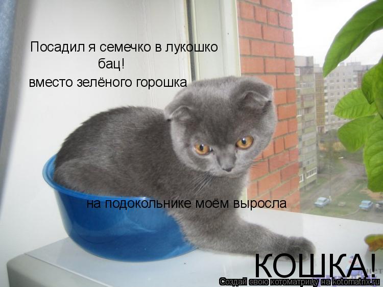 Посадил я семечко в лукошко бац! вместо зелёного горошка на подокольнике моём выросла КОШКА!... Котоматрица: Посадил я семечко в лукошко бац! вместо зелёного горошка на подокольнике моём выросла КОШКА!