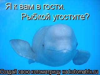 Я к вам в гости. Рыбкой угостите?... Котоматрица: Я к вам в гости. Рыбкой угостите?