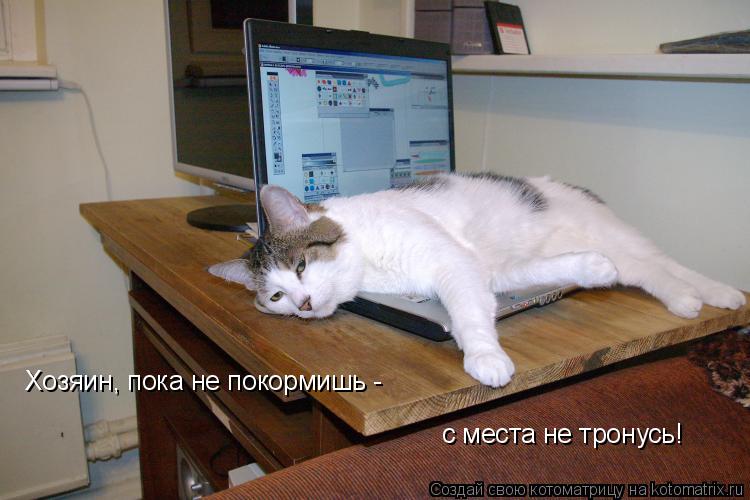 Хозяин, пока не покормишь - с места не тронусь!... Котоматрица: Хозяин, пока не покормишь - с места не тронусь!