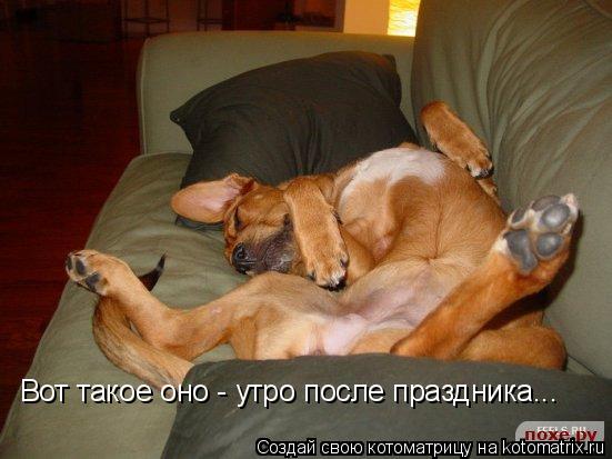 Вот такое оно - утро после праздника...... Котоматрица: Вот такое оно - утро после праздника...