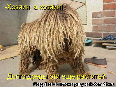 -Хозяин, а хозяин! Долго дреды эти еще растить?... Котоматрица: -Хозяин, а хозяин! Долго дреды эти еще растить?