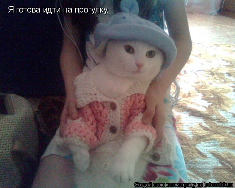 Я готова идти на прогулку.... Котоматрица: Я готова идти на прогулку.