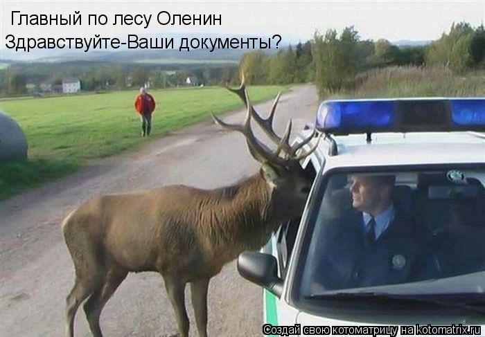Главный по лесу Оленин Здравствуйте-Ваши документы?... Котоматрица: Главный по лесу Оленин Здравствуйте-Ваши документы?