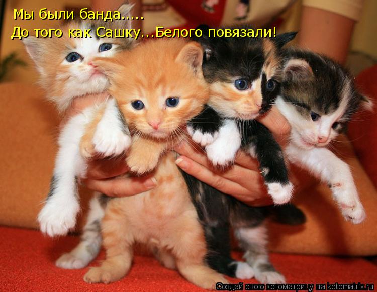 Мы были банда..... До того как Сашку...Белого повязали!... Котоматрица: Мы были банда..... До того как Сашку...Белого повязали!