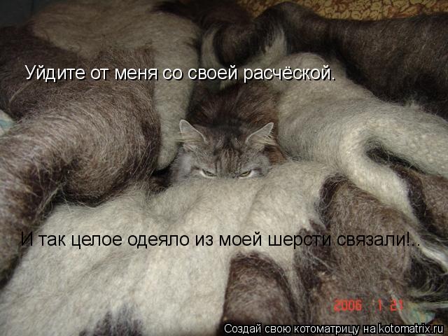 Уйдите от меня со своей расчёской. И так целое одеяло из моей шерсти связали!..... Котоматрица: Уйдите от меня со своей расчёской. И так целое одеяло из моей шерсти связали!..