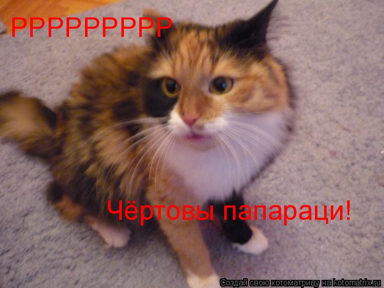РРРРРРРРР Чёртовы папараци!... Котоматрица: РРРРРРРРР Чёртовы папараци!