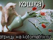 кошка)... Котоматрица: кошка)