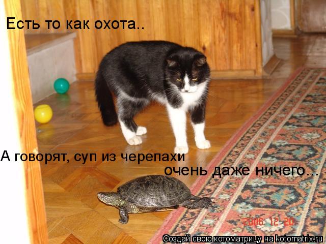 Котоматрица: Есть то как охота.. А говорят, суп из черепахи очень даже ничего...