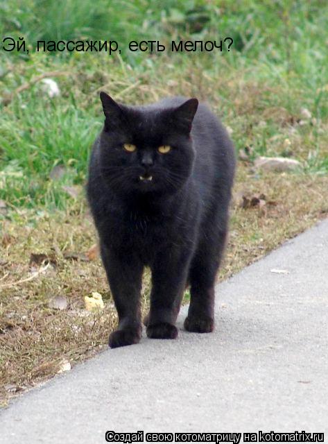 Котоматрица: Эй, пассажир, есть мелоч?