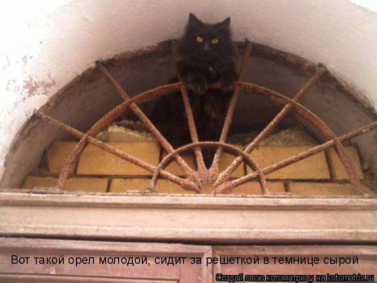 Вот такой орел молодой, сидит за решеткой в темнице сырой... Котоматрица: Вот такой орел молодой, сидит за решеткой в темнице сырой
