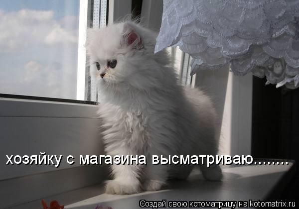 Котоматрица: хозяйку с магазина высматриваю........