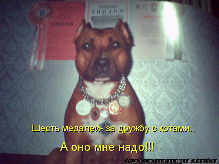 Котоматрица: А оно мне надо!!! Шесть медалей- за дружбу с котами..