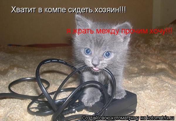 Хватит в компе сидеть.хозяин!!! я жрать между прочим хочу!!!... Котоматрица: Хватит в компе сидеть.хозяин!!! я жрать между прочим хочу!!!