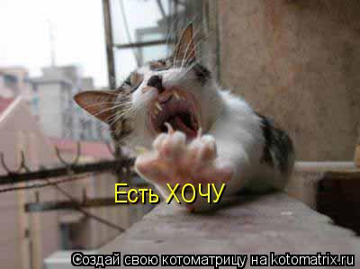Есть ХОЧУ... Котоматрица: Есть ХОЧУ