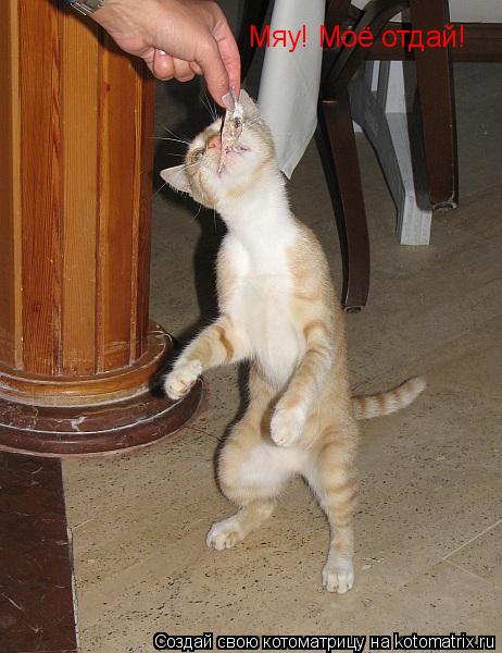 Мяу! Моё отдай!... Котоматрица: Мяу! Моё отдай!