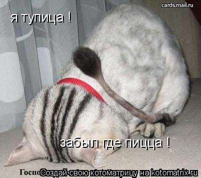 Котоматрица: я тупица ! забыл где пицца !