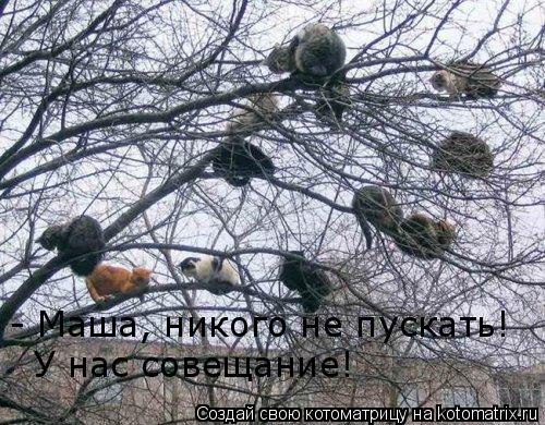 Котоматрица: - Маша, никого не пускать! У нас совещание!