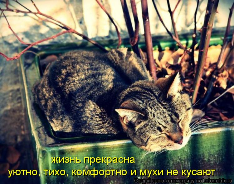 жизнь прекрасна уютно, тихо, комфортно и мухи не кусают... Котоматрица: жизнь прекрасна уютно, тихо, комфортно и мухи не кусают