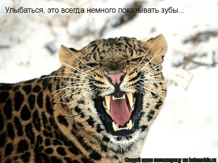Котоматрица: Улыбаться, это всегда немного показывать зубы...