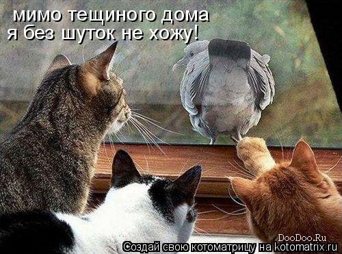 Котоматрица: мимо тещиного дома  я без шуток не хожу!