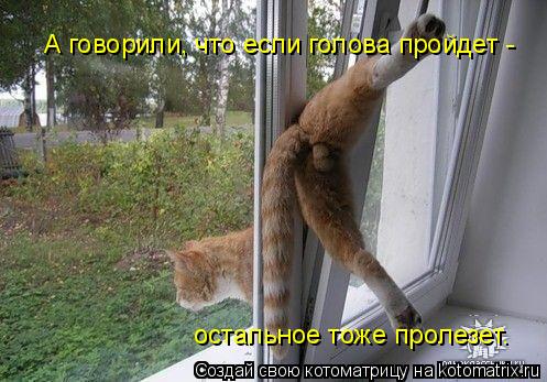 Котоматрица: А говорили, что если голова пройдет -  остальное тоже пролезет.