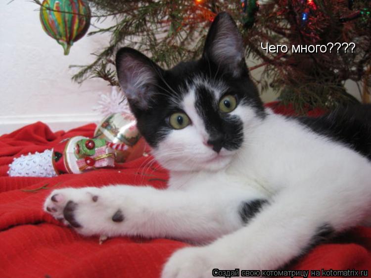 Чего много????... Котоматрица: Чего много????