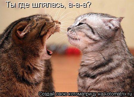 Котоматрица: Ты где шлялась, а-а-а?