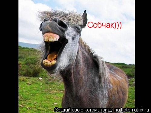 Котоматрица: Собчак)))