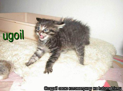 ugoil... Котоматрица: ugoil
