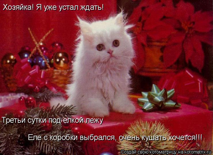 Котоматрица: Хозяйка! Я уже устал ждать! Третьи сутки под елкой лежу Еле с коробки выбрался, очень кушать хочется!!!