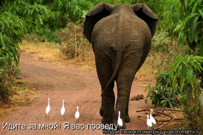 Идите за мной! Я вас проведу... Котоматрица: Идите за мной! Я вас проведу