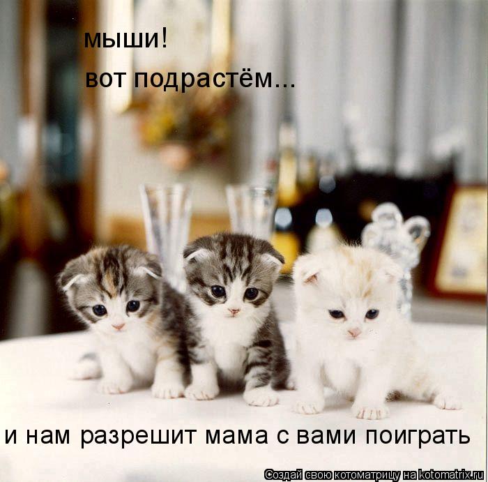 мыши! вот подрастём... и нам разрешит мама с вами поиграть... Котоматрица: мыши! вот подрастём... и нам разрешит мама с вами поиграть