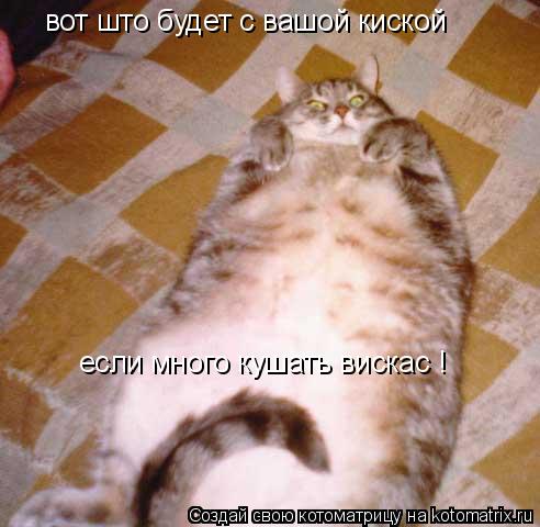 Котоматрица: вот што будет с вашой киской  если много кушать вискас !